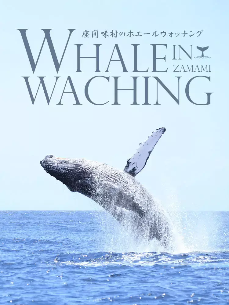 WHALE WACHING IN ZAMAMI