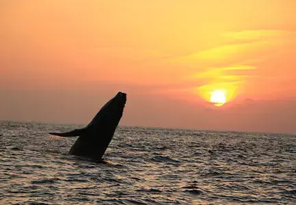 サンセットとブリーチするクジラ