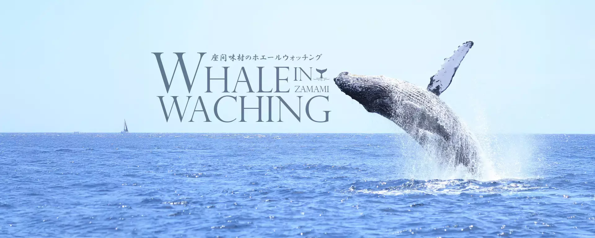 WHALE WACHING IN ZAMAMI